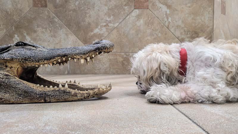 An alligator squares off with a small dog, not a dissimilar comparison to digital documentation squaring off with antiquated paper. Learn more at 1stReporting.com.
